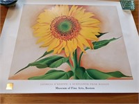 Museum of Fine Arts A Sunflower from Maggie