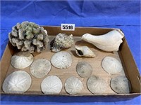 Box of Coral, Sea Shells & Sand Dollars