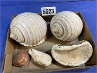 Box of Sea Shells, Petrified Wood & Conk Fungus