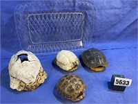 Turtle Shells, Various Sizes & Colors