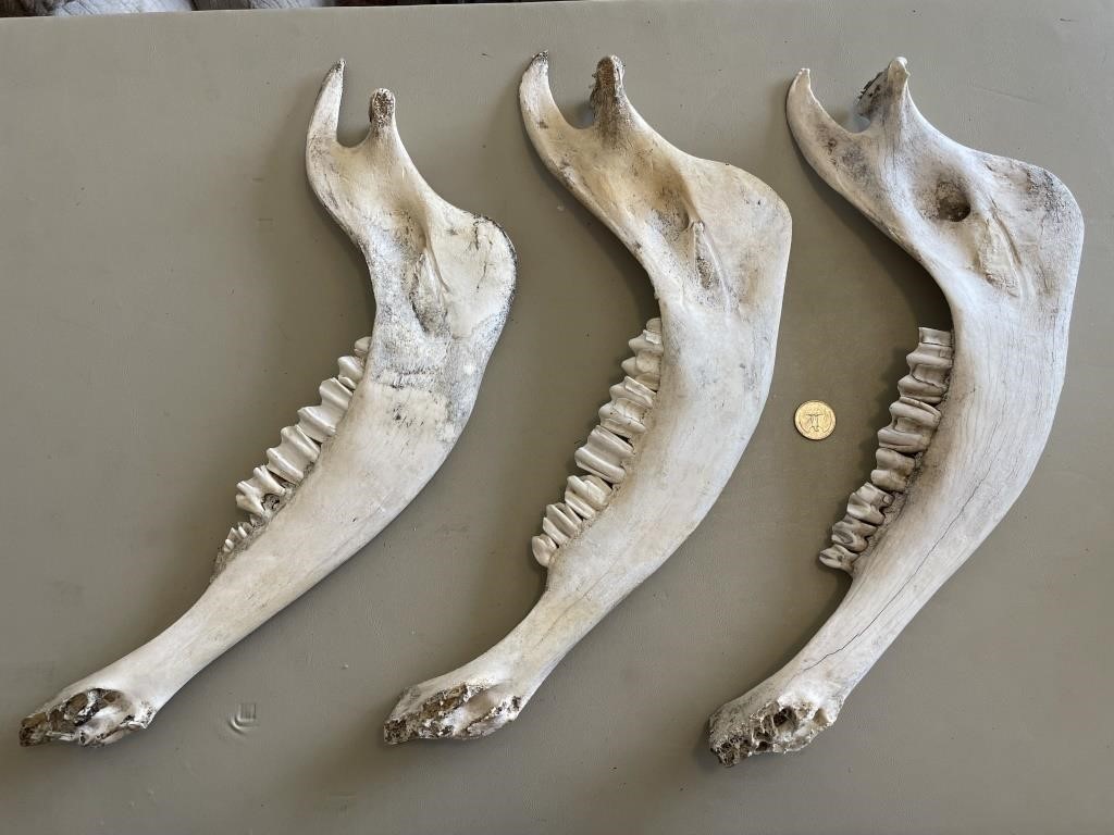 3 Buffalo  Jaw Bones