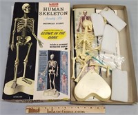 Renwal Human Skeleton Model Boxed