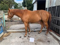 (VIC) DORKAS - QH GELDING