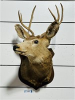 Taxidermy Whitetail Deer Mount