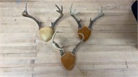 6,7,8pt Buck Mounts