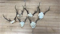 6 Buck Partial Skull Mounts