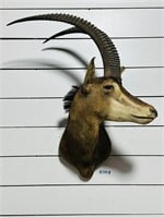 Exotic Sable Taxidermy Mount
