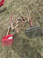 RAKE LOT WITH 6 ANTLERED HEADS
