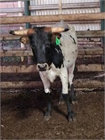 (VIC) TEXAS LONGHORN HEIFER