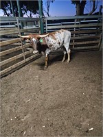 (VIC) TEXAS LONGHORN HEIFER