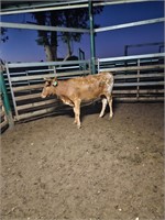 (VIC) TEXAS LONGHORN HEIFER