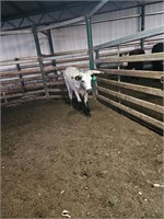 (VIC) TEXAS LONGHORN HEIFER