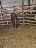 (VIC) TEXAS LONGHORN HEIFER