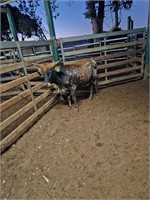 (VIC) TEXAS LONGHORN BULL