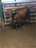 (VIC) TEXAS LONGHORN HEIFER