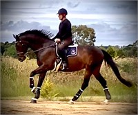 (VIC) FURST TIANA - WARMBLOOD MARE