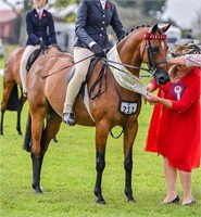 (VIC) XL OF SEFTON - RIDING PONY GELDING