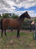 (VIC) BONDY - RIDING PONY GELDING