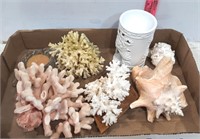 Seashells & Coral Shells & ETC.