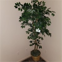Ficus Tree, Approx. 6' high