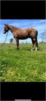 AQHA PQH BANJOES GOLD