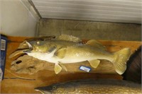 Driftwood fish mount 30" long
