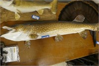 Northern pike fish mount 38" long