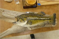 Driftwood bass mount 32" long