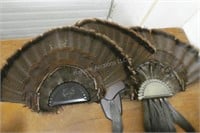 Group of 3 turkey feather fans