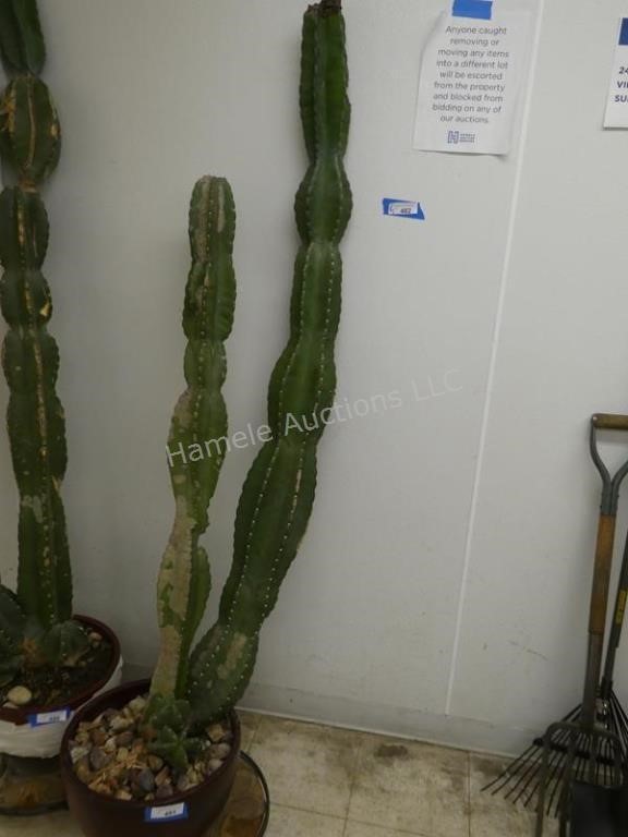 Cactus plant 76" high