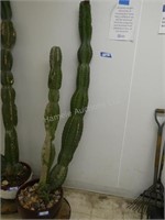 Cactus plant 76" high