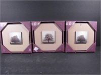 Wide Mat Layered Plaque Black & White Tree Plaques