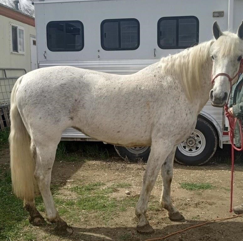 Cricket is a 15 year old, gray QH mare.