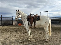 PFG Brave Barbarossa is a 9 year old Appaloosa