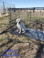 4 Month Old Yellow Lab Puppy