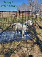 4 Month Old Yellow Lab Puppy