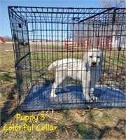 4 Month Old Yellow Lab Puppy