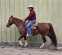 Beaver is an 11 year old, sorrel/ roany gelding.