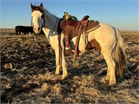 Tonto is a 10 year old, 13 H, Medicine Hat