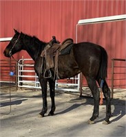 Boujee is a big brown 6 year old QH gelding.