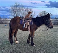 Tug is the coolest little family horse around!