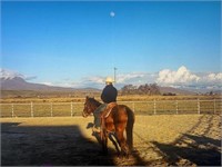 Millie is a 5 year old bay roan, QH mare.