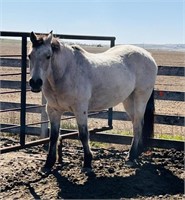 Ozzie is a 21 year old QH type buckskin gelding.