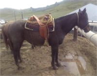 Smokey is a 13 year old blue roan Hancock bred