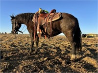 Sizzle is an 8 year old, black, 13 H, pony mare.