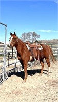 SKYY DOC “Cap” is a 9 year old QH sorrel gelding