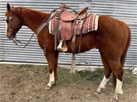 David is a 12 year old, 15 H sorrel gelding