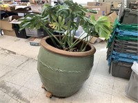 VERY LARGE CLAY POT WITH PLANT 28" tall 26”WIDE