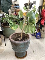 LARGE CLAY POT AND PLANT 26" TALL 26” WIDE