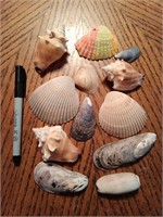 Seashell Lot